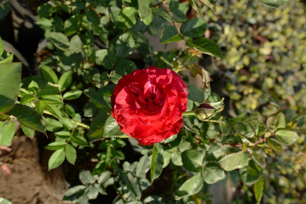 Foto de Alajuela, Costa Rica