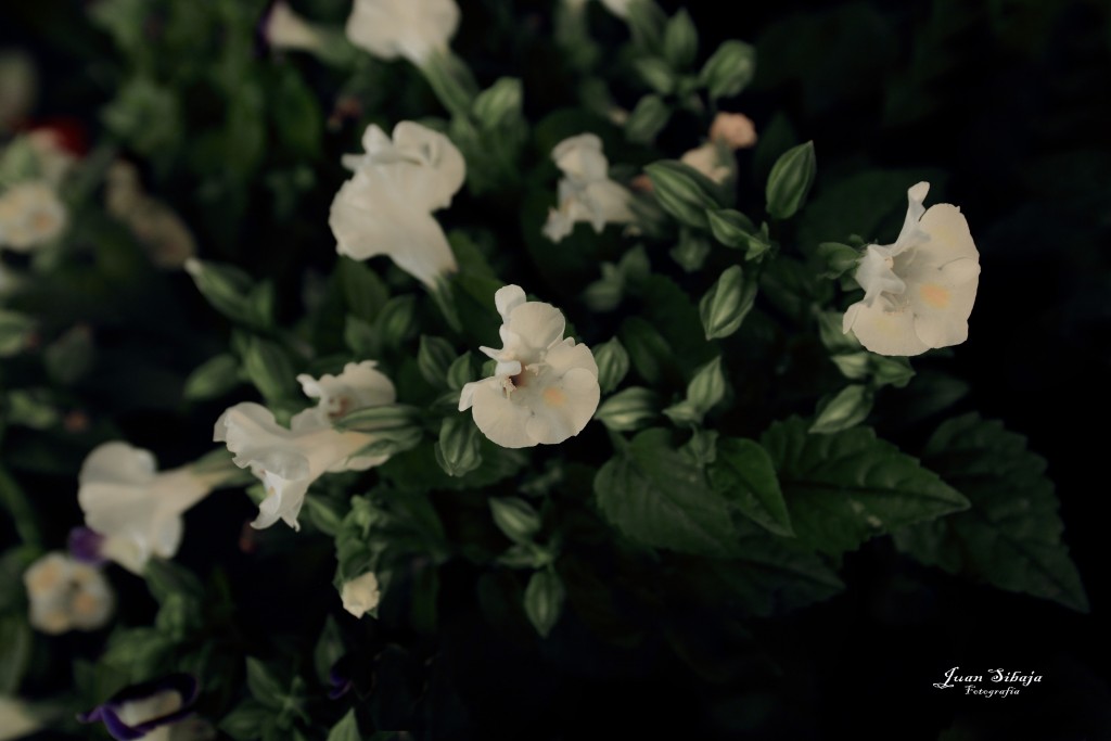 Foto de Alajuela, Costa Rica