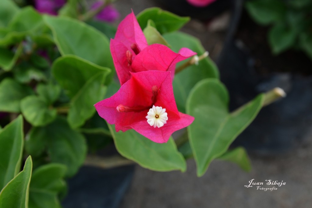 Foto de Alajuela, Costa Rica