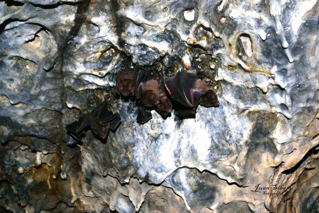 Foto: Cueva - Masaya, Nicaragua