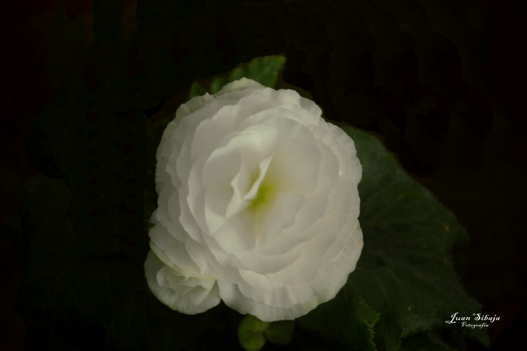 Foto de Alajuela, Costa Rica