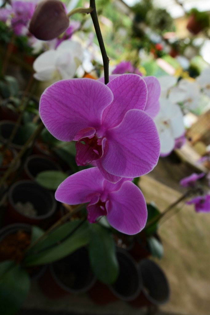 Foto de Alajuela, Costa Rica