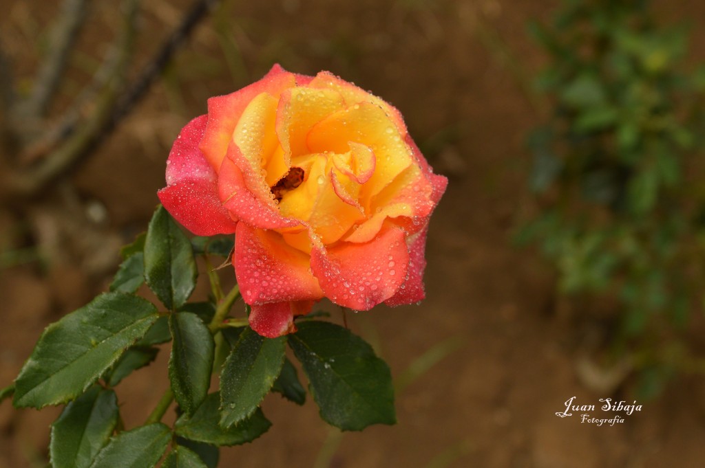 Foto de Alajuela, Costa Rica