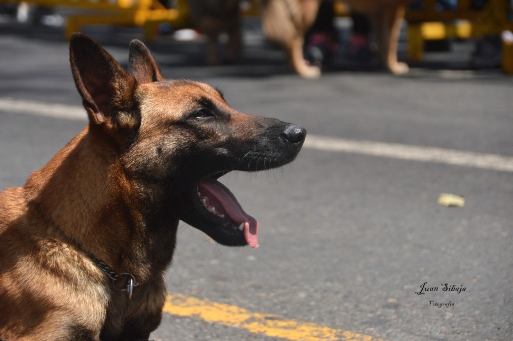 Foto de La Sabana (Alajuela), Costa Rica