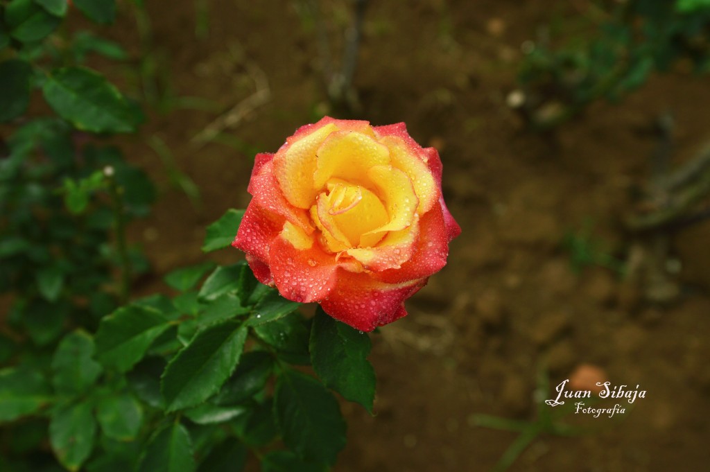 Foto de Alajuela, Costa Rica