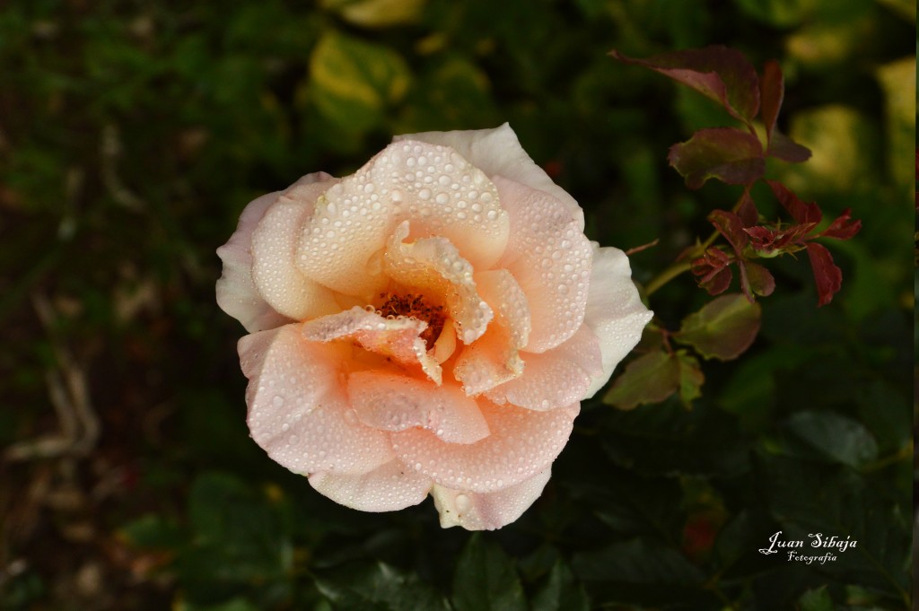 Foto de Alajuela, Costa Rica