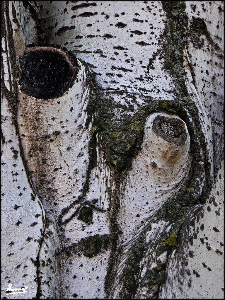 Foto: 170219-13 PARQUE MIRAFLORES - Zaragoza (Aragón), España