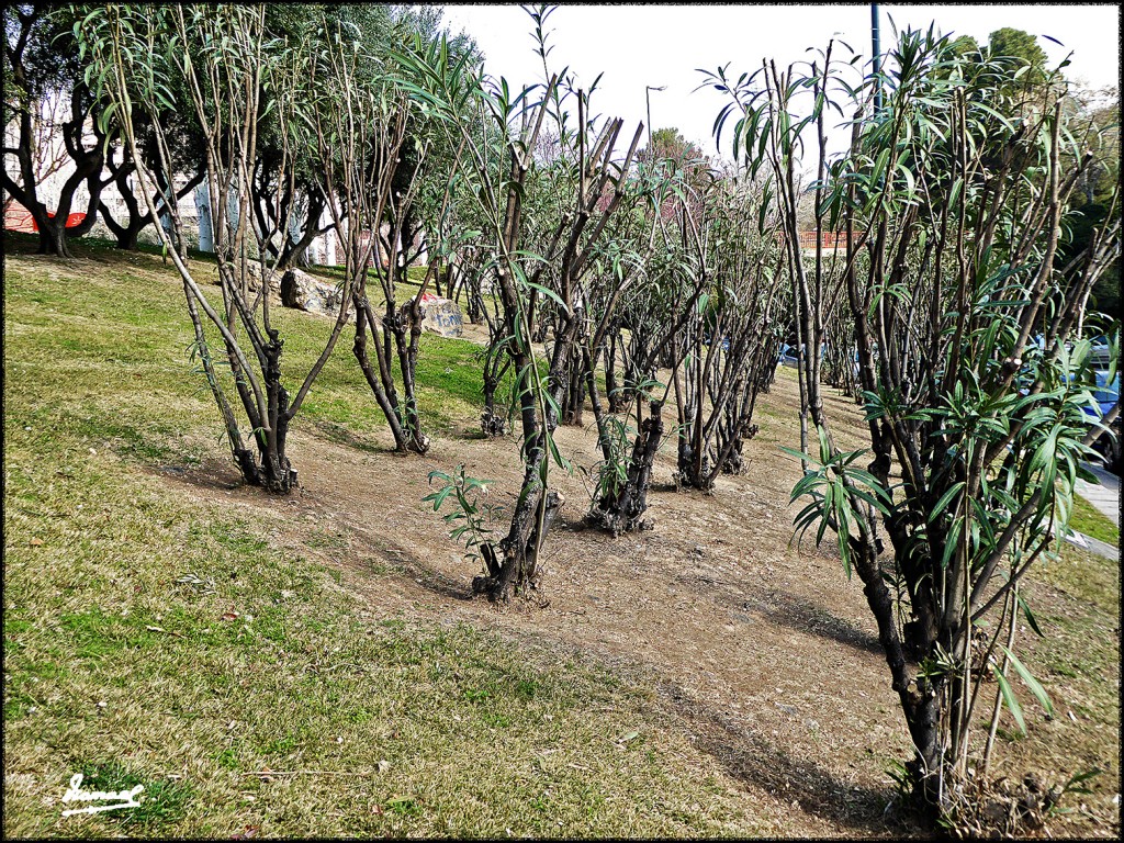Foto: 170219-11 PARQUE MIRAFLORES - Zaragoza (Aragón), España