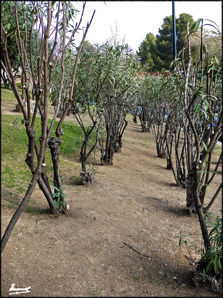 Foto: 170219-12 PARQUE MIRAFLORES - Zaragoza (Aragón), España