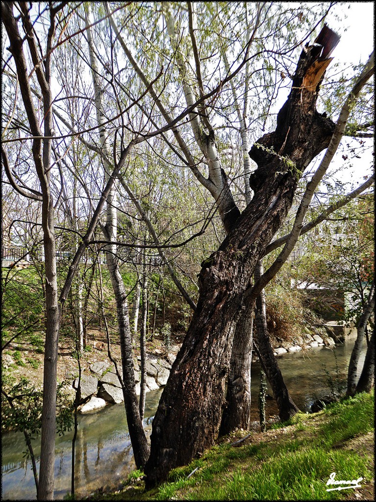 Foto: 170308-09 ZARAGOZA - Zaragoza (Aragón), España