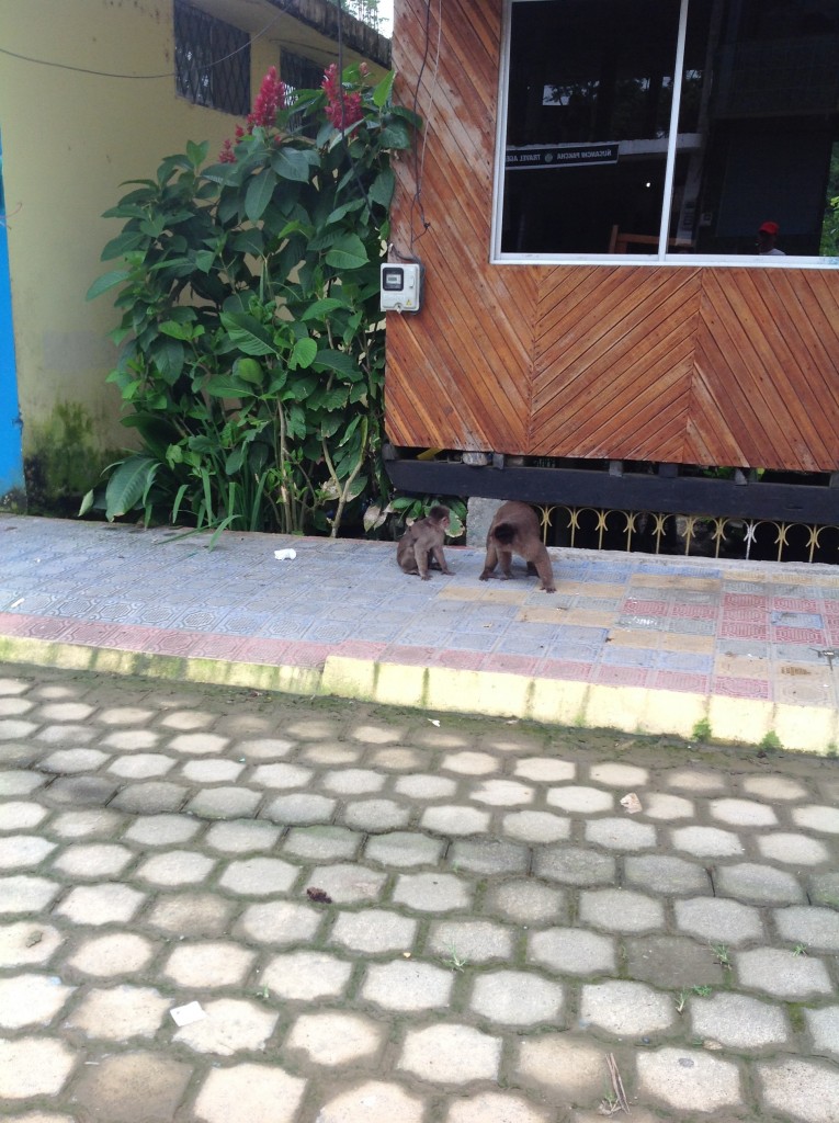 Foto: Comunidad Quichua - Misahualli (Napo), Ecuador