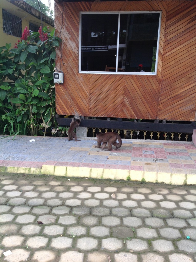 Foto: Comunidad Quichua - Misahualli (Napo), Ecuador