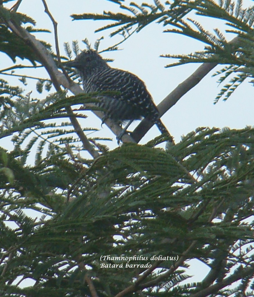 Foto: Batará Barrado - Quebradanegra (Cundinamarca), Colombia