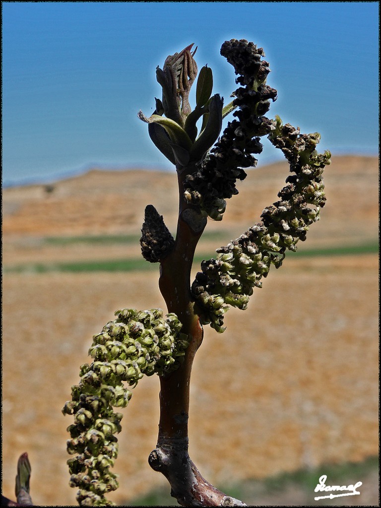 Foto: 170415-038 ALCONCHEL DE ARIZA - Alconchel De Ariza (Zaragoza), España