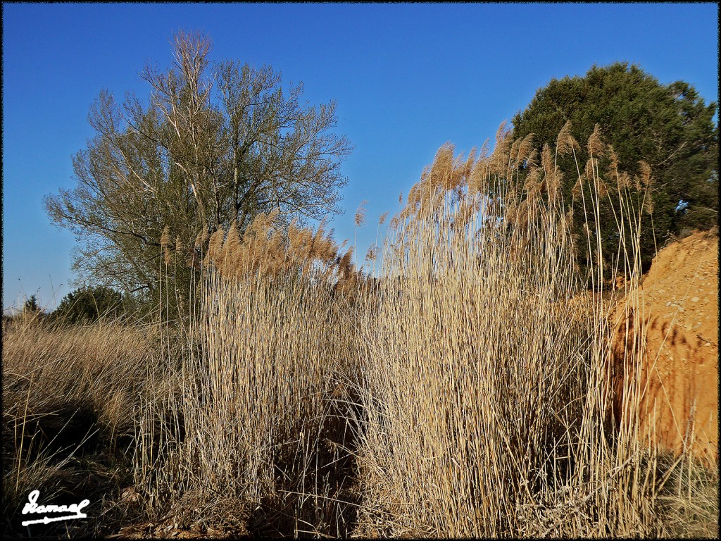 Foto: 170415-071 ALCONCHEL DE ARIZA - Alconchel De Ariza (Zaragoza), España