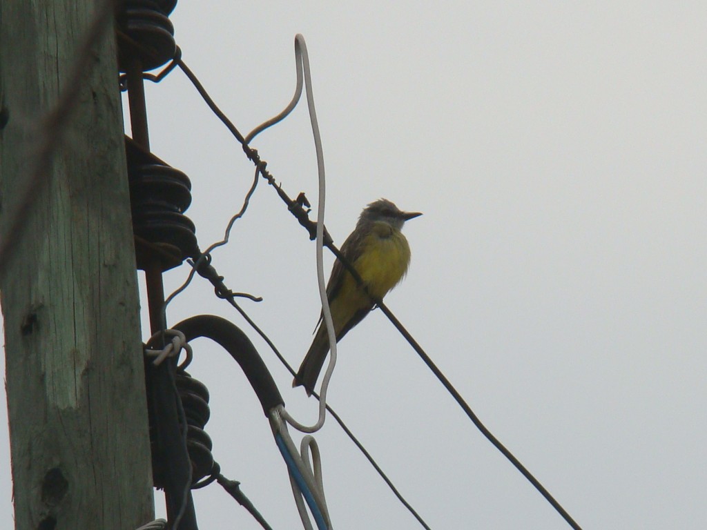 Foto: Otro siriri - La Mesa (Cundinamarca), Colombia