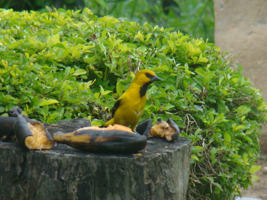Foto: Turpial amarillo - La Mesa (Cundinamarca), Colombia