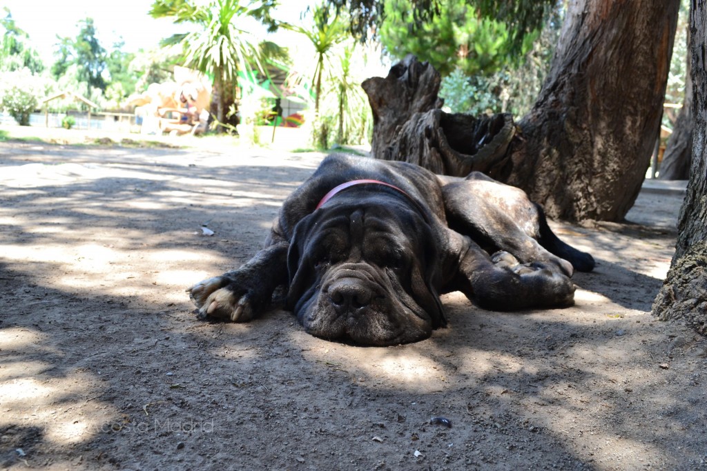 Foto de Rancagua (Libertador General Bernardo OʼHiggins), Chile