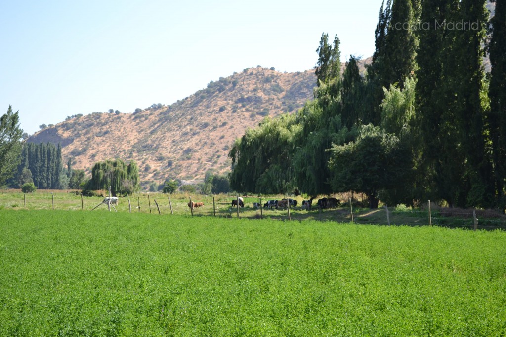 Foto de Lo Miranda (Libertador General Bernardo OʼHiggins), Chile