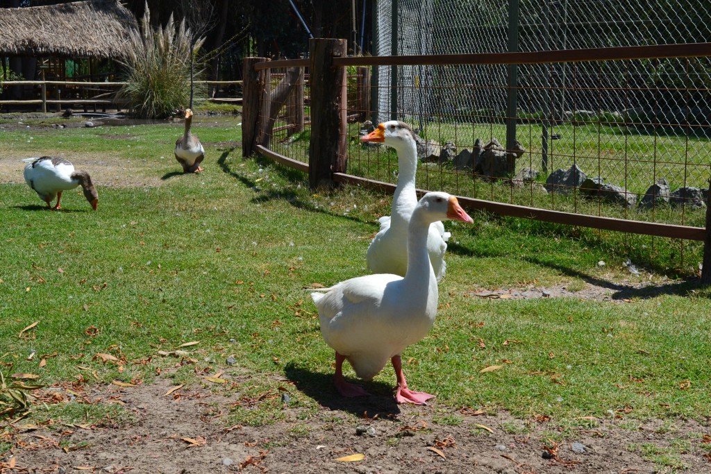 Foto de Rancagua (Libertador General Bernardo OʼHiggins), Chile