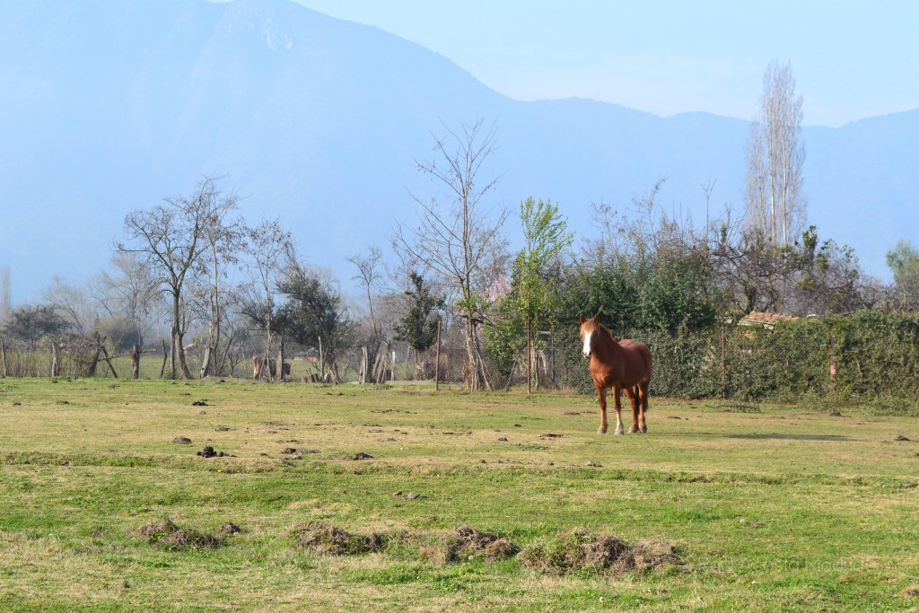Foto de Lo Miranda (Libertador General Bernardo OʼHiggins), Chile