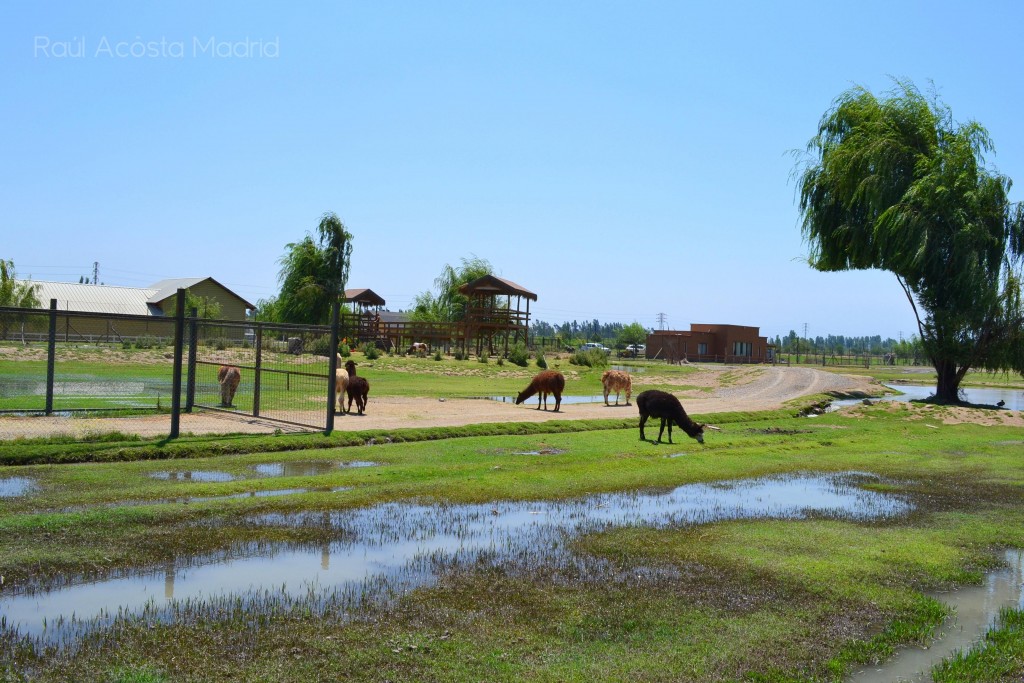 Foto de Rancagua (Libertador General Bernardo OʼHiggins), Chile