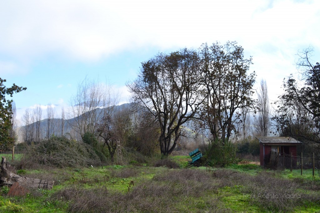 Foto de Coltauco (Libertador General Bernardo OʼHiggins), Chile