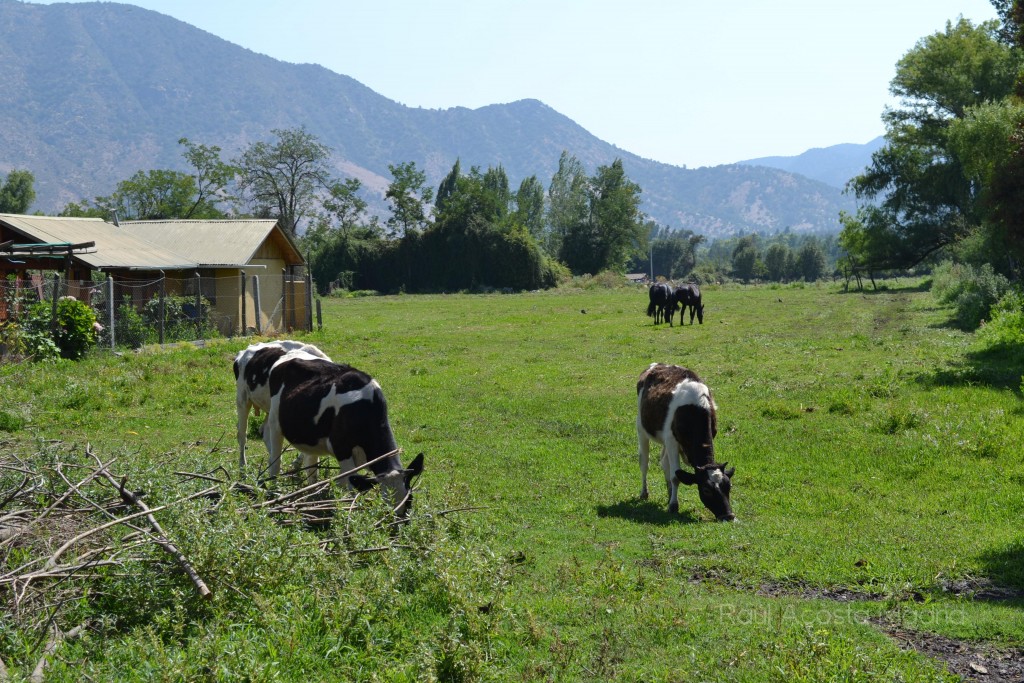Foto de Lo Miranda (Libertador General Bernardo OʼHiggins), Chile