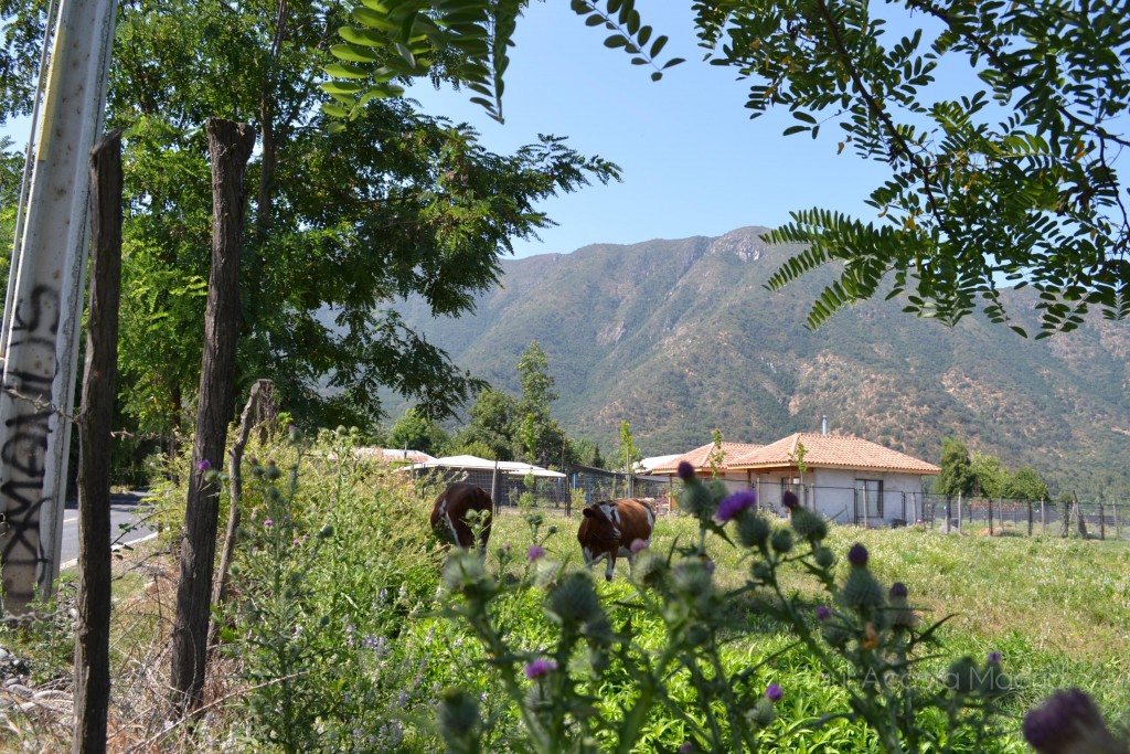Foto de Lo Miranda (Libertador General Bernardo OʼHiggins), Chile