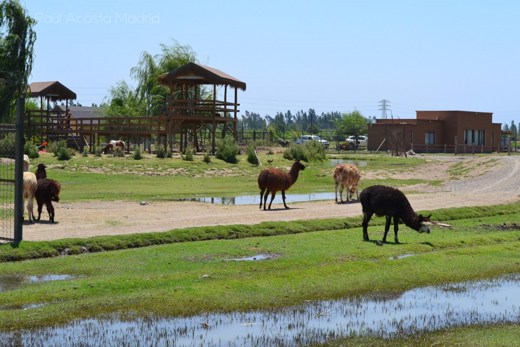 Foto de Rancagua (Libertador General Bernardo OʼHiggins), Chile