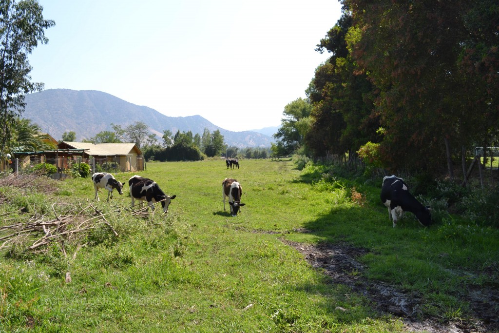 Foto de Lo Miranda (Libertador General Bernardo OʼHiggins), Chile