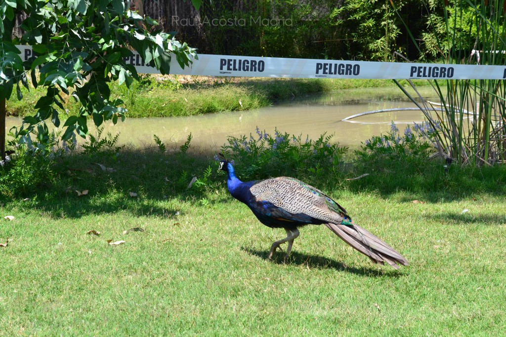 Foto de Rancagua (Libertador General Bernardo OʼHiggins), Chile