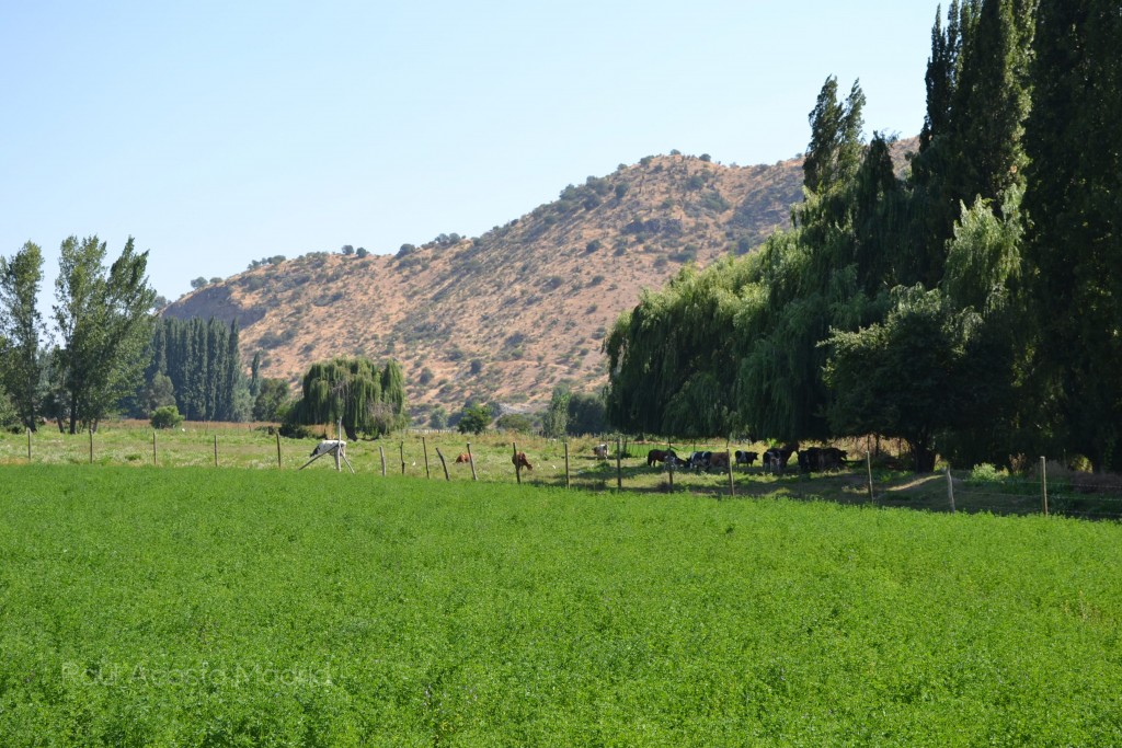 Foto de Lo Miranda (Libertador General Bernardo OʼHiggins), Chile