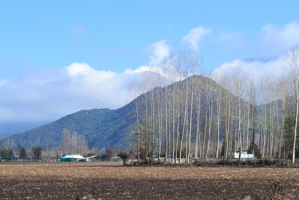 Foto de Coltauco (Libertador General Bernardo OʼHiggins), Chile