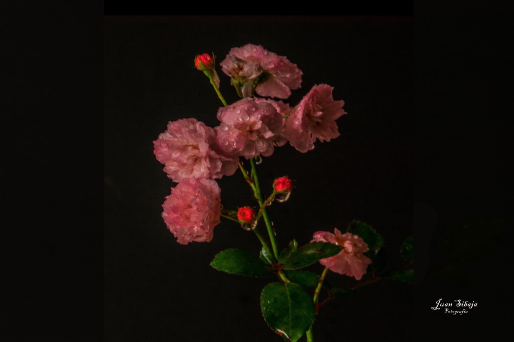 Foto de Alajuela, Costa Rica