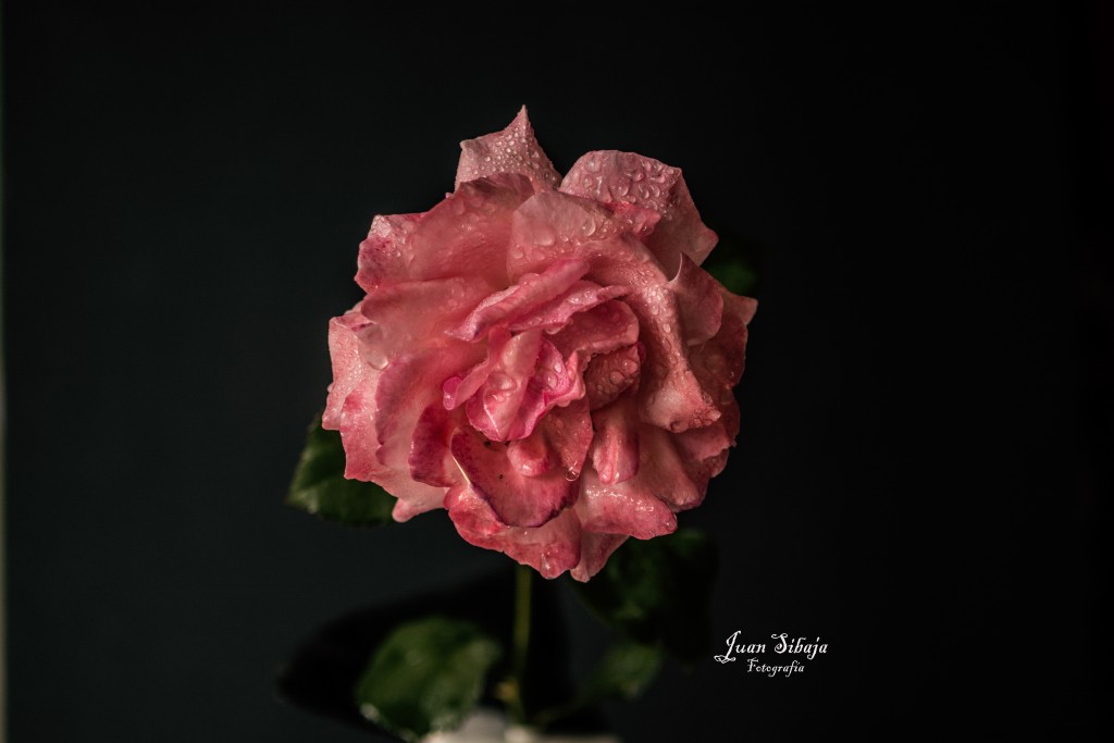 Foto de Alajuela, Costa Rica