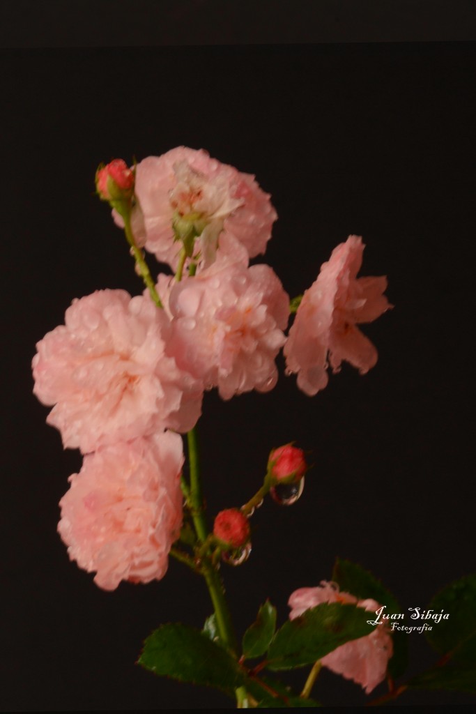 Foto: Alajuela - Alajuela, Costa Rica