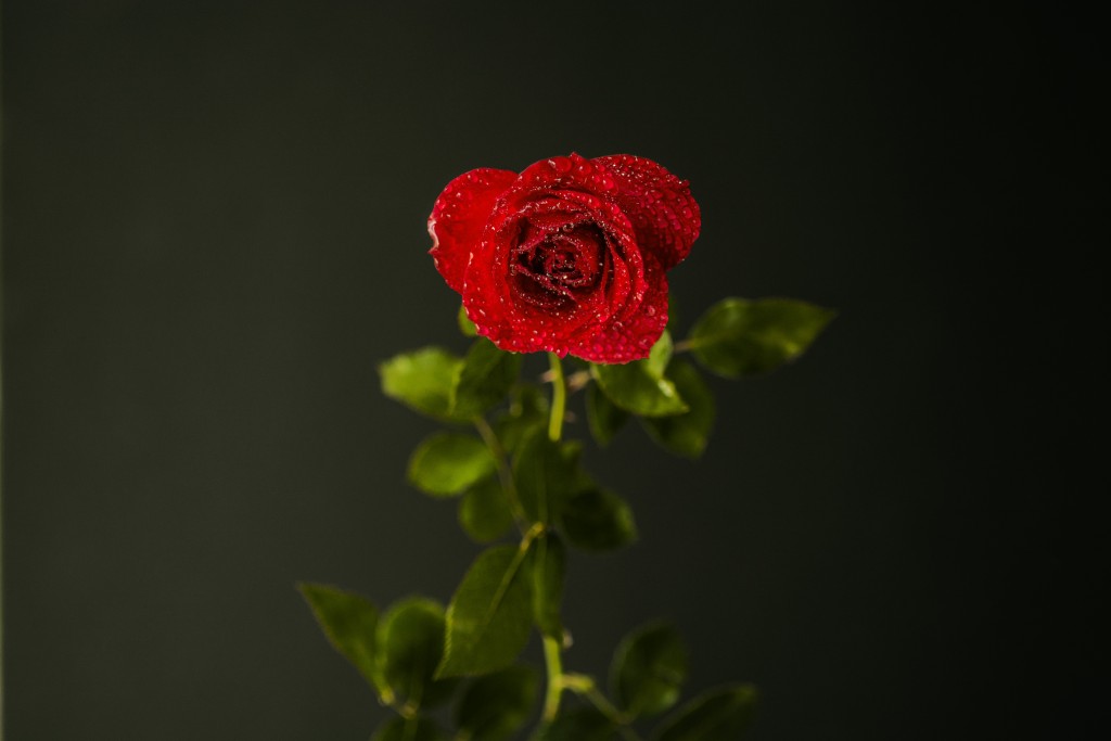 Foto de Alajuela, Costa Rica