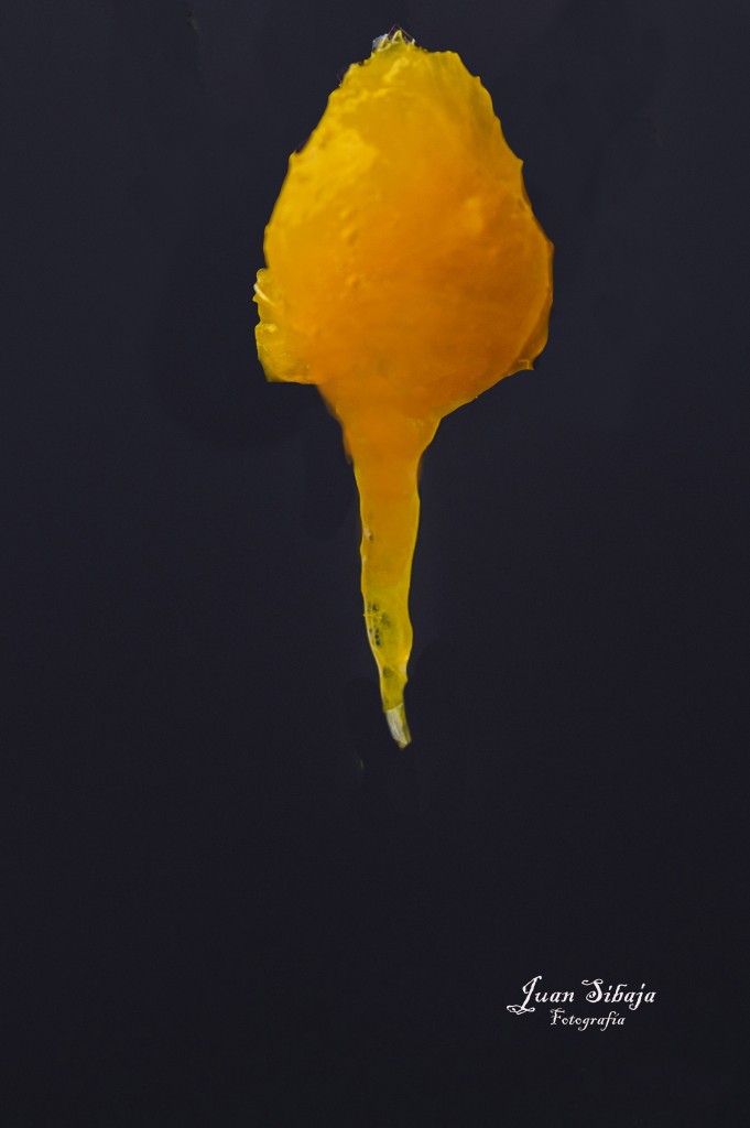 Foto: Mango - Alajuela, Costa Rica