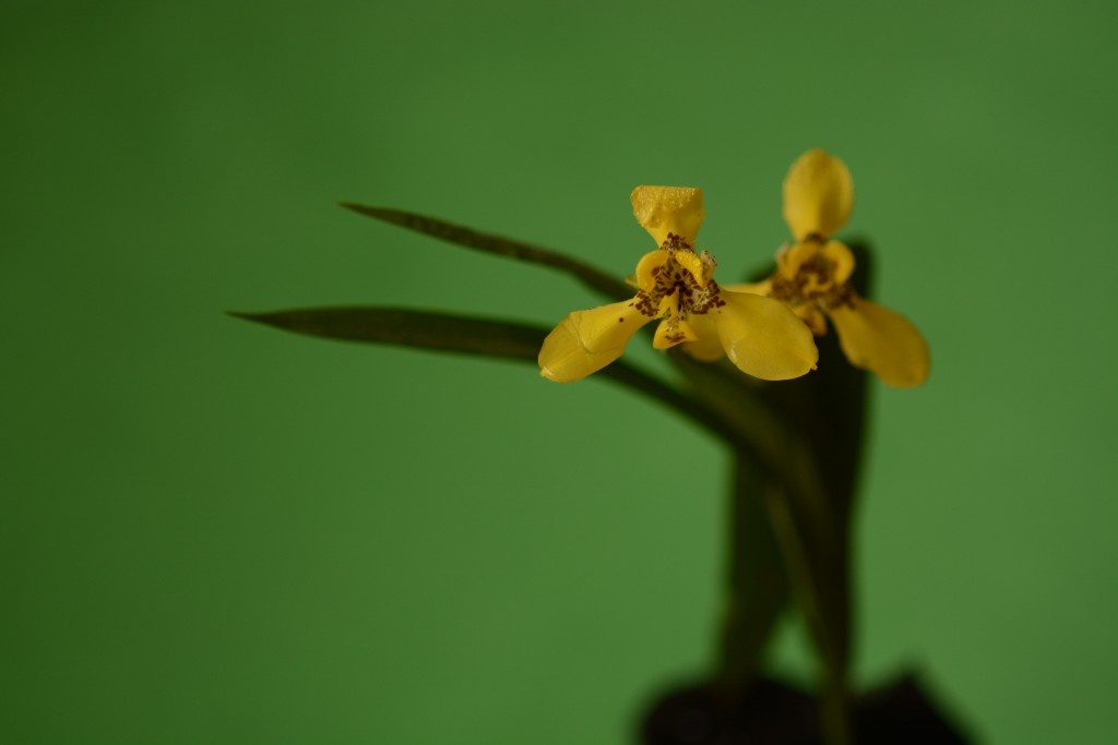 Foto de Alajuela, Costa Rica