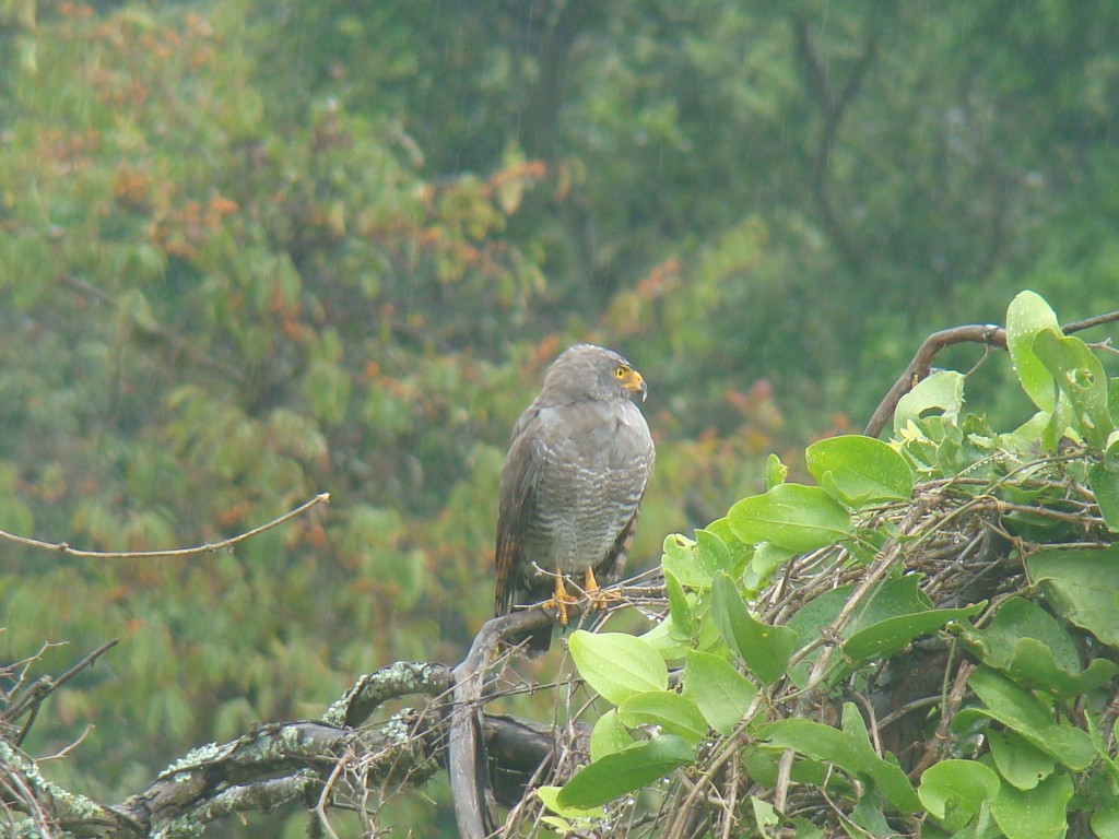 Foto: Gavilán caminero (Rupornis magnirostris) - La Mesa (Cundinamarca), Colombia