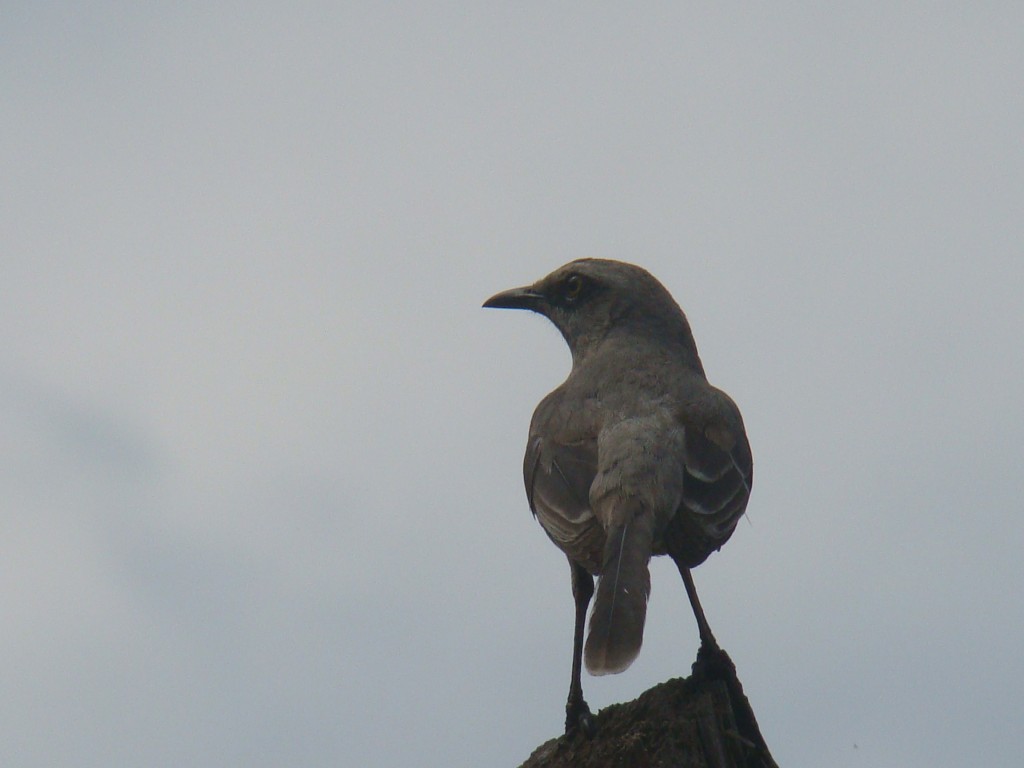 Foto: Sinsonte (Mimus gilvus) - Quebradanegra (Cundinamarca), Colombia