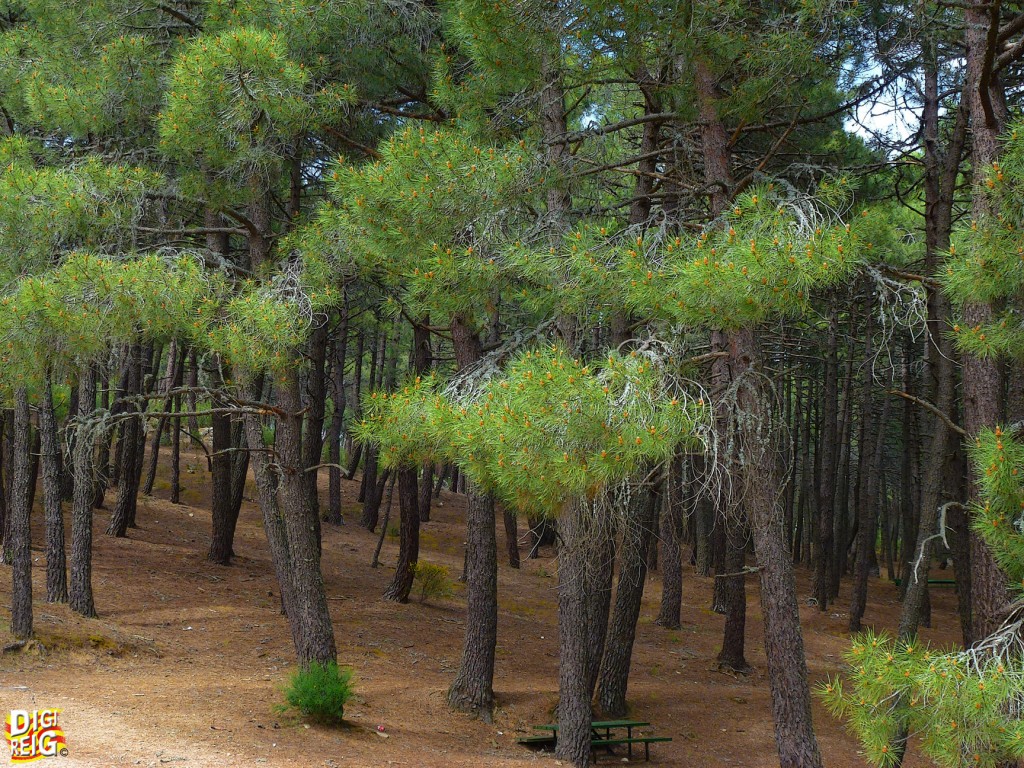 Foto: Zona recreativa de La Jarosa - Guadarrama (Madrid), España