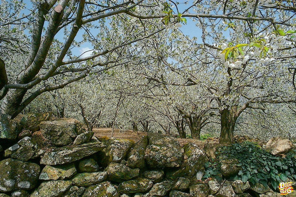 Foto: Cerezos en flor en el Valle del Jerte (02) - Jerte (Cáceres), España