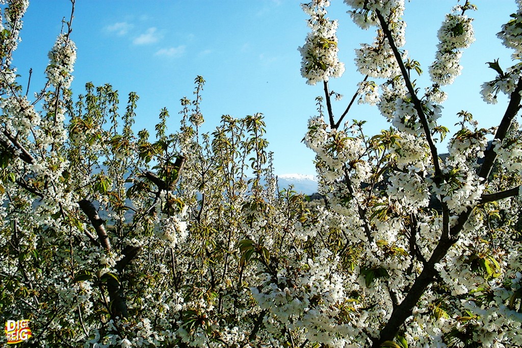 Foto: Cerezos en flor en el Valle del Jerte (03) - Jerte (Cáceres), España