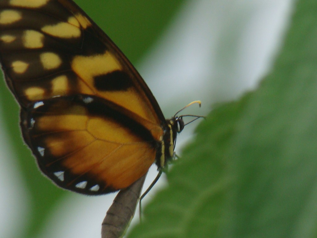 Foto: mariposa alas de cristal - Quebradanegra (Cundinamarca), Colombia