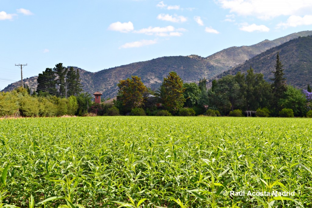 Foto de El Tambo (Libertador General Bernardo OʼHiggins), Chile