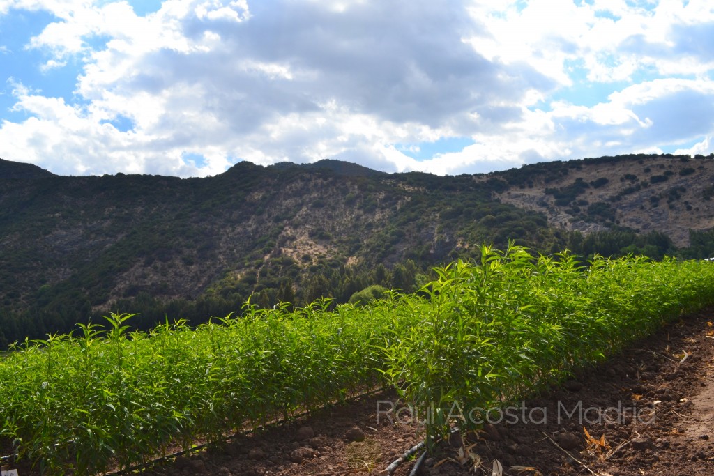 Foto de El Tambo (Libertador General Bernardo OʼHiggins), Chile