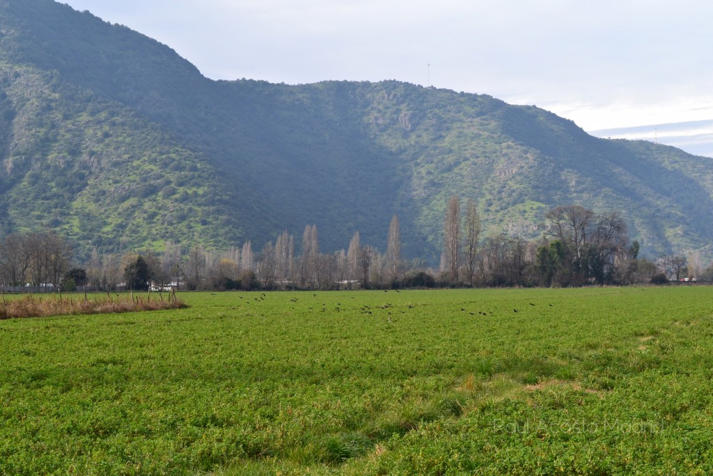 Foto de Lo Miranda (Libertador General Bernardo OʼHiggins), Chile