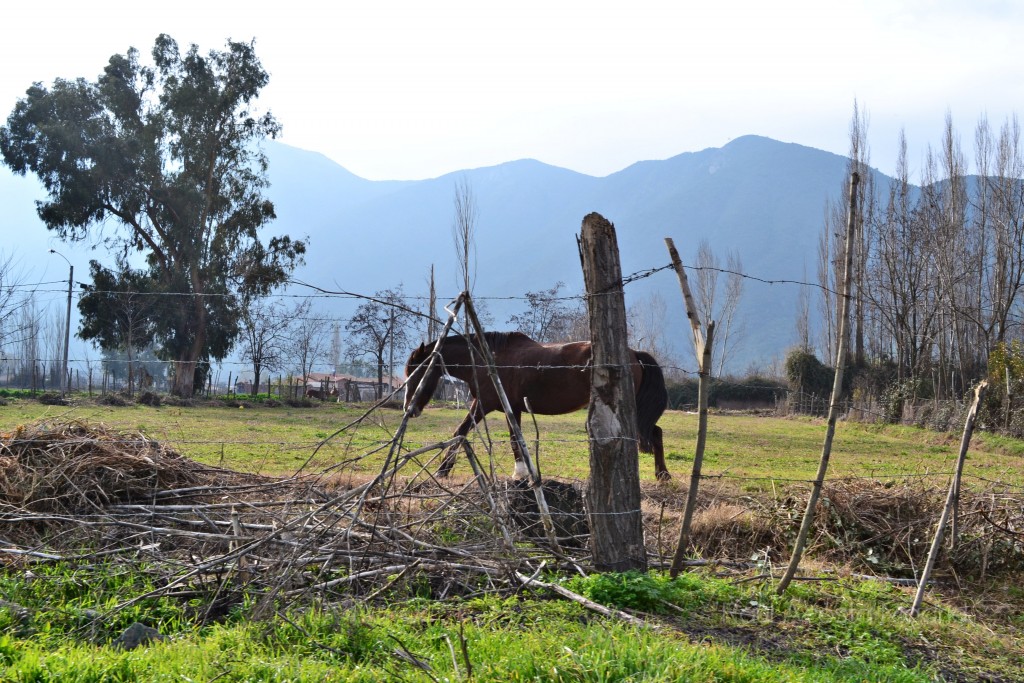 Foto de Lo Miranda (Libertador General Bernardo OʼHiggins), Chile